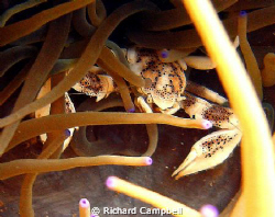 SEALIFE DC1000 by Richard Campbell 
